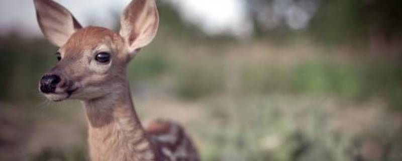 小鹿脚印什么形状（小鹿脚印什么形状 小鹿脚印形状介绍）