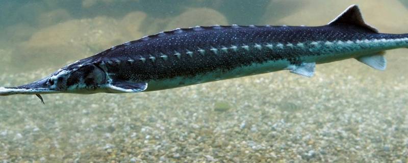 鲟鱼怎么去鳞 鲟鱼怎么去鳞片