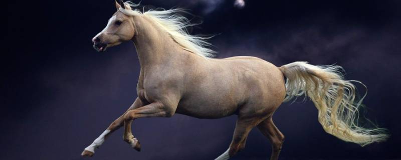 马可以活多少年 小矮马可以活多少年