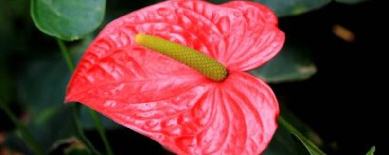 山羊的脚印像什么花呢（山羊的脚印像什么花呢怎么画）