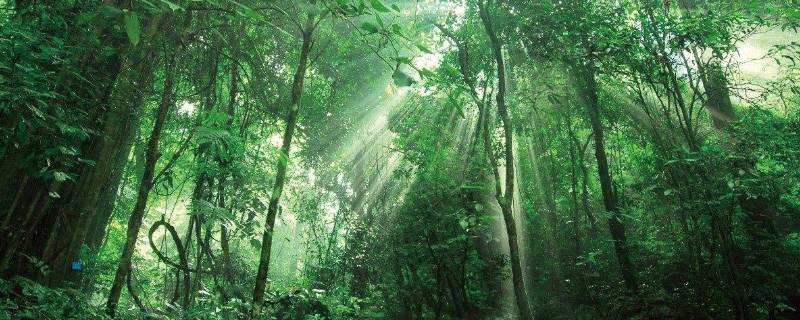 尾巴植物学家称它为 细长的尾巴植物学家称它为