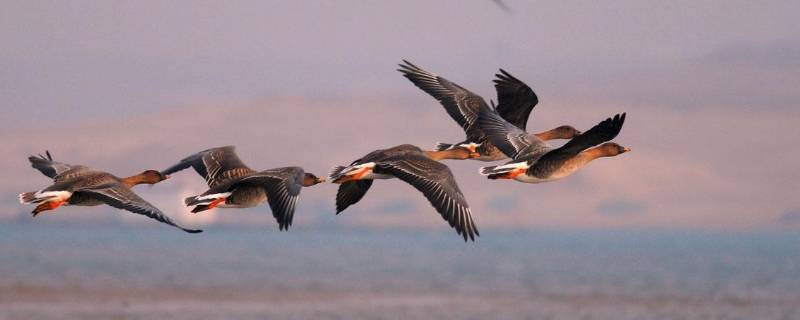 大雁飞行时为什么要排队 大雁飞行时为什么要排队故事