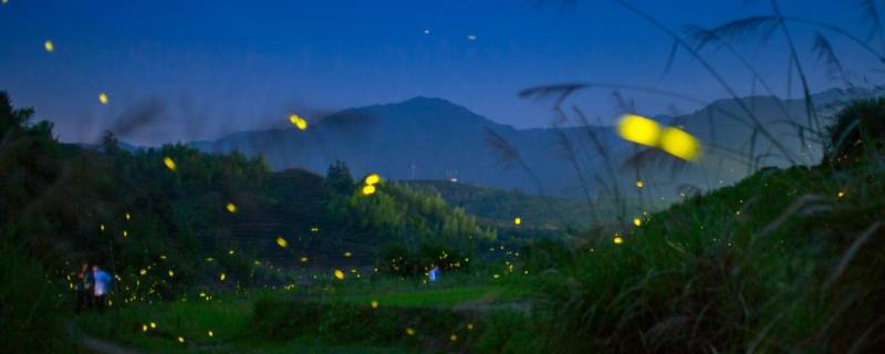 夏天的夜晚有什么动物 夏天的夜晚有什么动物在唱歌