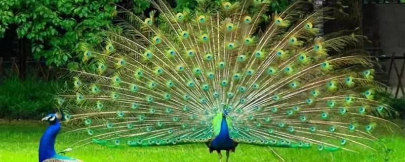 孔雀寓意什么意思 孔雀啥寓意