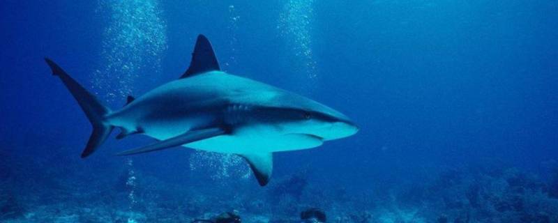 海洋中的海中霸王是什么（海洋中的海中霸王是什么动物）