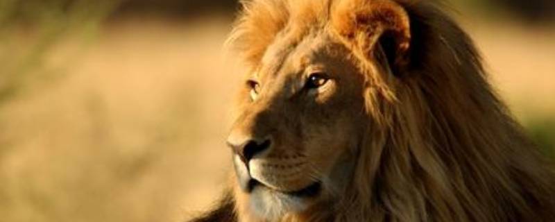 狮子的外形特点和本领 狮子的外形特点和本领二年级写话