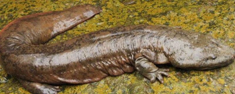 娃娃鱼会不会被水淹死（娃娃鱼会被淹死吗?）