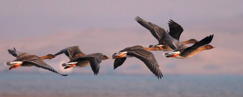 大雁象征什么（致橡树大雁象征什么）