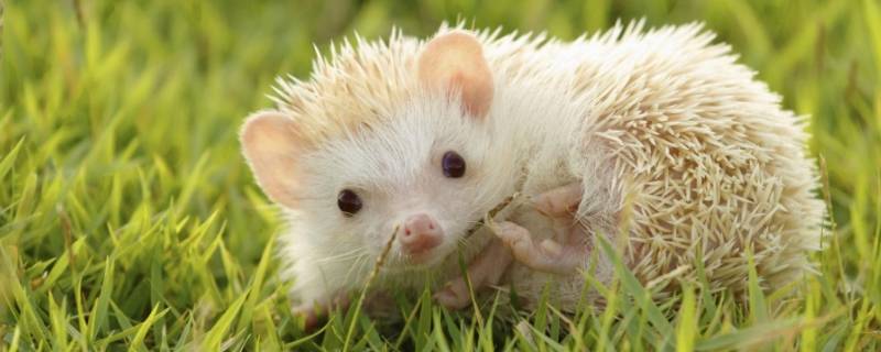 带刺的动物（身上带刺的动物）