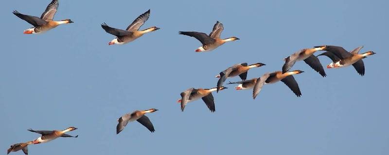 大雁往南飞是因为什么（大雁往南飞是因为什么?）