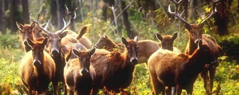 四不相都像哪些动物（四不相都像哪些动物生肖）