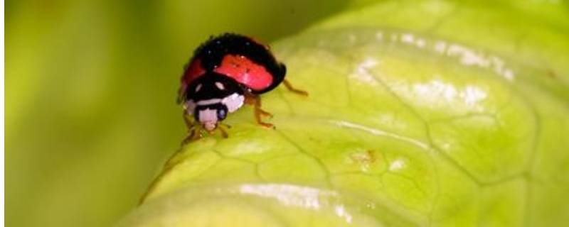 四星瓢虫是益虫还是害虫（二十四星瓢虫是益虫还是害虫）