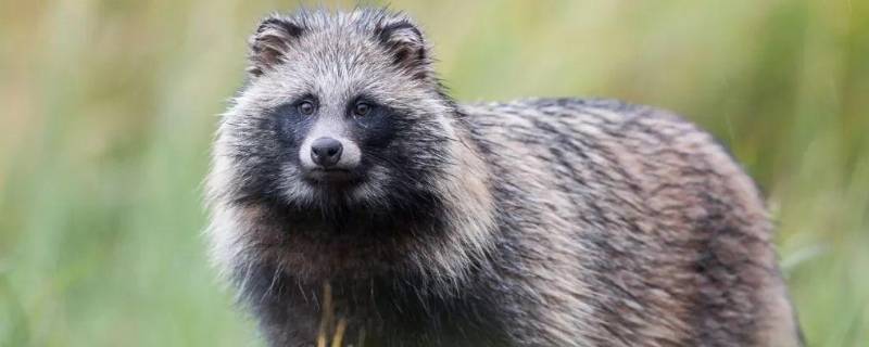 一丘之貉代表什么动物（一丘之貉代表什么动物）