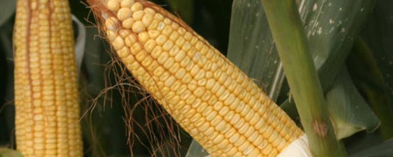 粟玉是什么 粟玉是什么玉