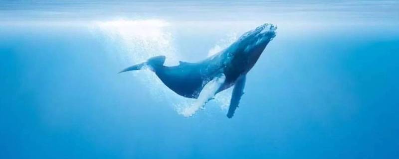 鲸鱼能活多久 鲸鱼能活多久英文翻译