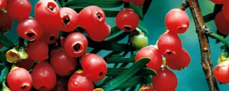 红豆杉果子有毒性吗（红豆杉果子有毒性吗能吃吗）