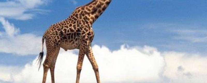 长颈鹿的尾巴像什么样子（长颈鹿的尾巴像什么样子一年级）