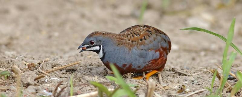 鹌鹑和鸽子的区别 怎样鉴别宰杀后的鹌鹑和鸽子的区别