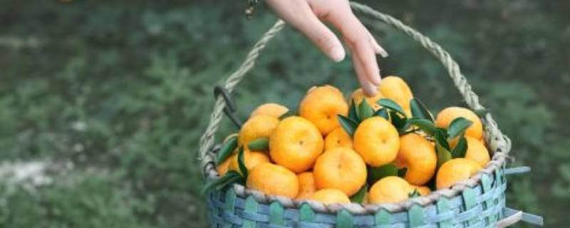 南丰蜜桔和沙糖桔的区别 南丰蜜桔和沙糖桔的区别在哪