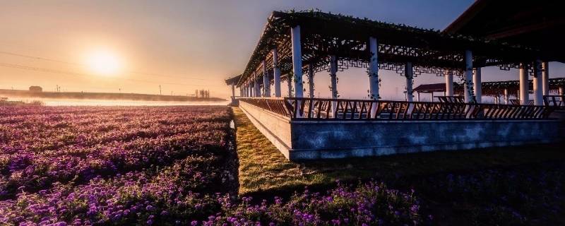 九洲伊甸园热带植物园在哪里 九州伊甸园植物园
