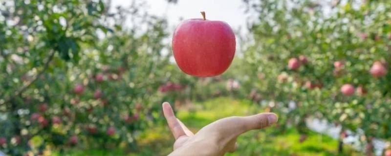 苹果什么时候传入中国（苹果什么时候传入中国的百度）