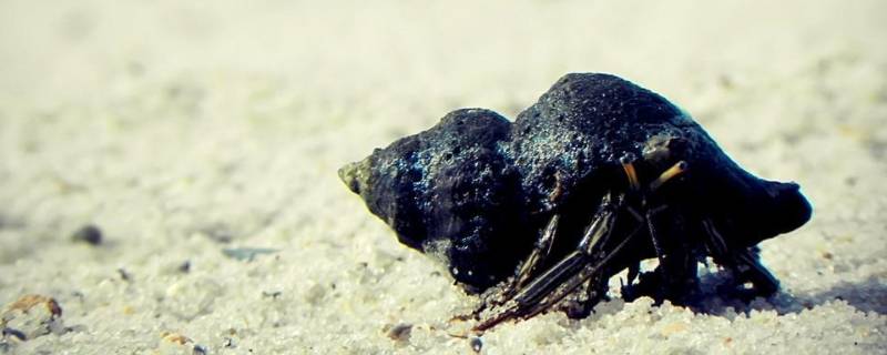 海岸边的动物有哪些（海岸边的动物有哪些,生存本领是什么）