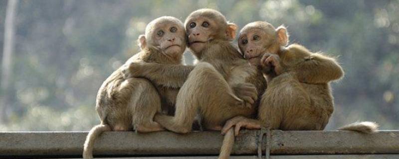 猴子的寿命 猴子的寿命最长能活多少年