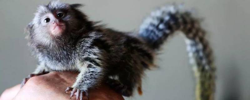 世界上最小的猴子（世界上最小的猴子有多大?）