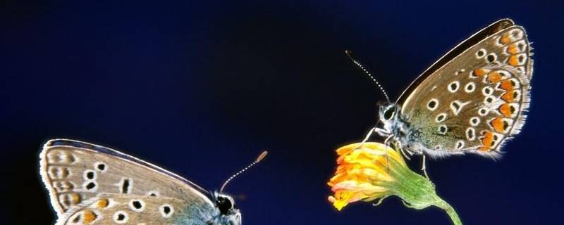 什么动物小时候和长大后名字不一样（你知道什么动物小时候和长大后名字不一样吗）