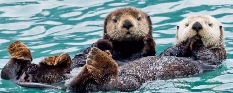 会揉脸脸的萌物是什么动物（会揉揉脸的动物）