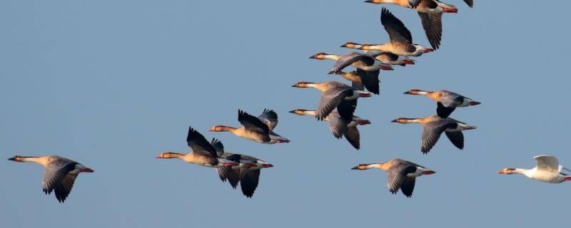 大雁北飞是什么季节（大雁北飞是什么季节,什么时候回来）