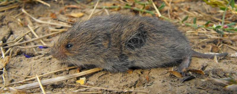 冬天老鼠会冬眠吗（冬天老鼠会冬眠吗视频）