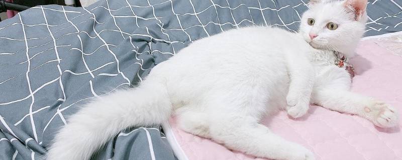 长尾巴的动物（长尾巴的动物图片）