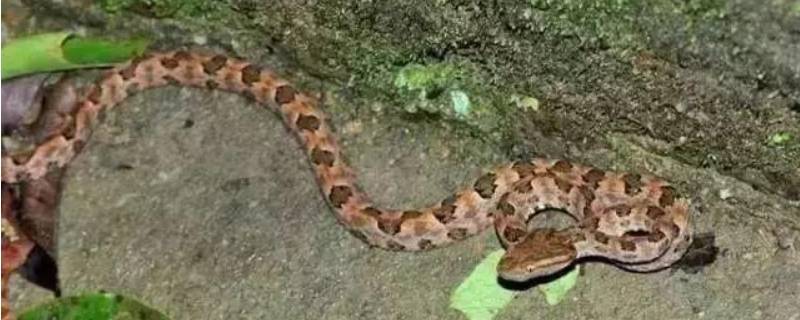 冬眠中的蛇有攻击性吗（冬眠中的蛇有攻击性吗视频）