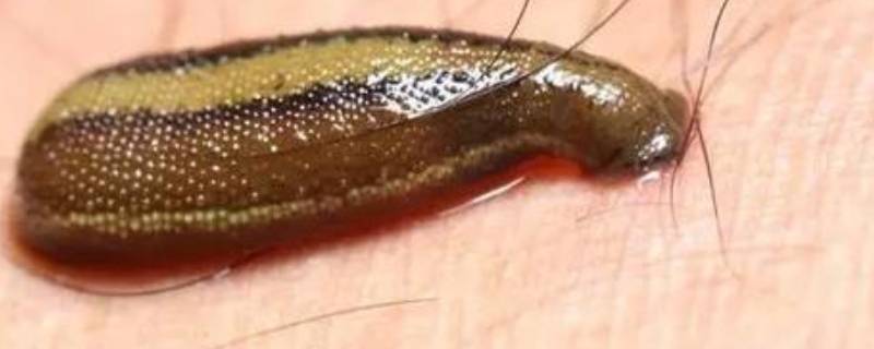 蚂蟥一般生长在哪里（蚂蟥的生长周期是多长时间）