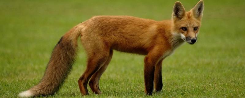 狐狸是犬科吗 狮子为什么被改为犬科
