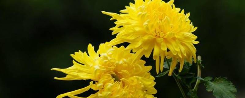 菊花是哪个国家皇室和贵族的花（菊花是哪国皇室象征）