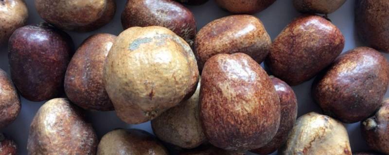 佛心果的颜色是天然的还是人工的（佛心果的核为什么会五颜六色）