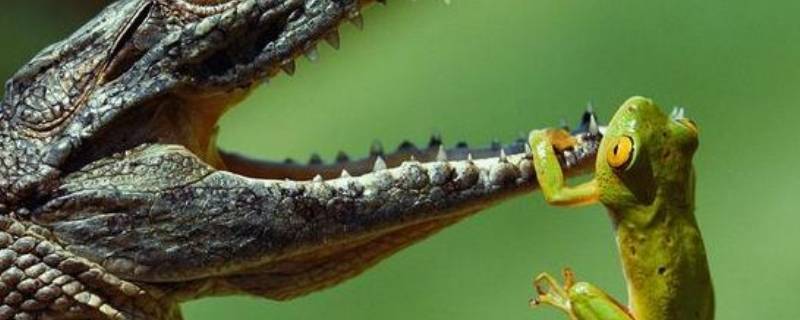 咬合力最强的动物 咬合力最强的动物排名