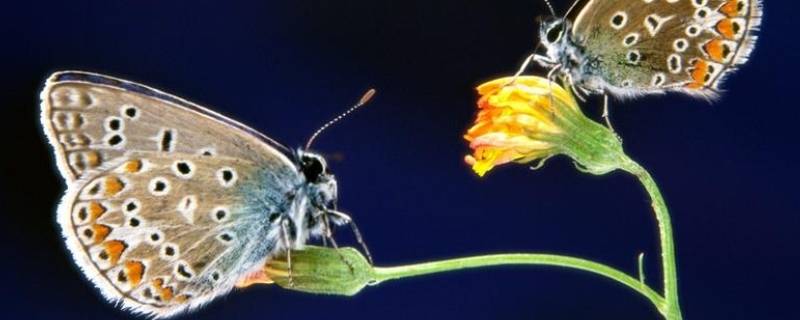 蝴蝶有几只翅膀（蝴蝶有几只翅膀 歌曲）