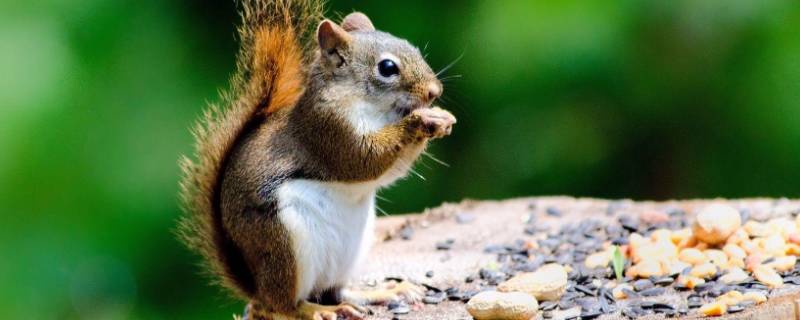 松鼠是跳的还是爬的 松鼠是跳来跳去还是爬来爬去