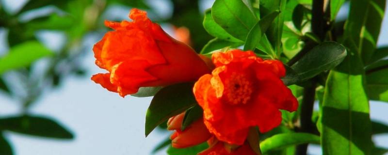 西安的市花是什么名字 西安的市花是什么名字啊