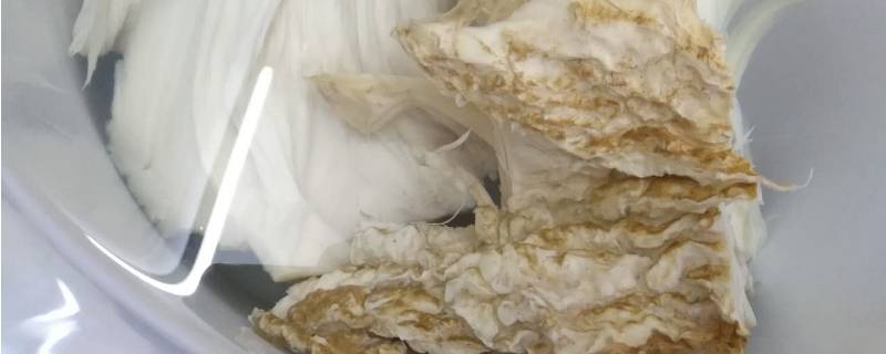 太岁是动物还是植物（太岁是动物还是植物它的样子）