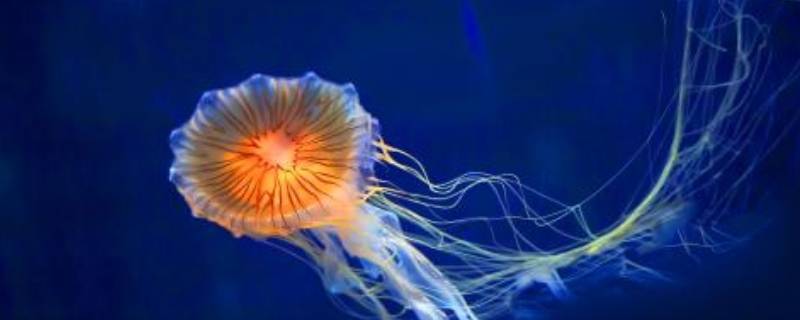 什么动物打开什么像把伞 什么动物把什么当伞