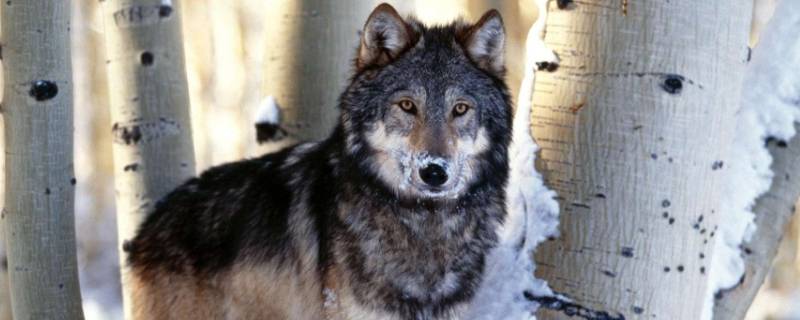 狼怕什么动物呢（狼的天敌是谁）