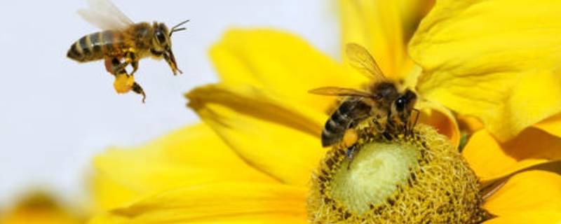 冬天蜜蜂多久喂一次糖（冬天蜜蜂多久喂一次糖要喂多少天?）