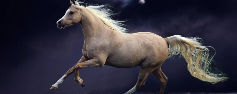 老鼠的尾巴长还是马的尾巴长 老鼠的尾巴和马的尾巴哪个长哪个短