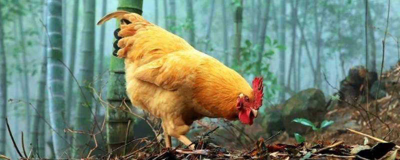 小鸡的尾巴像什么样子 小鸡的尾巴像什么样子一年级