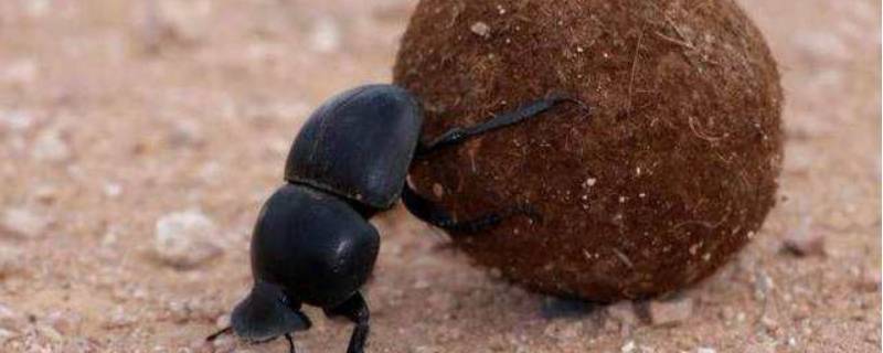 圣甲虫的生活习性 圣甲虫昆虫特点