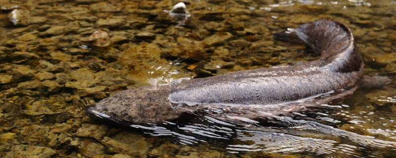 野生娃娃鱼是国家几级保护动物 吃娃娃鱼判几年刑